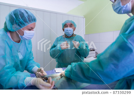 Real abdominal surgery on a cat in a hospital setting 87330299
