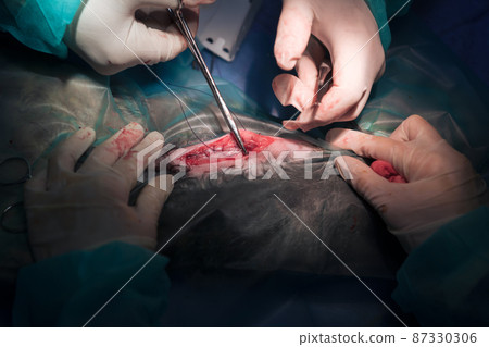 A surgeon and veterinarians team performing castration or sterilization operation on a cat in an animal hospital. A surgeon and veterinarians team performing castration or sterilization operation on a cat in an animal hospital. 87330306