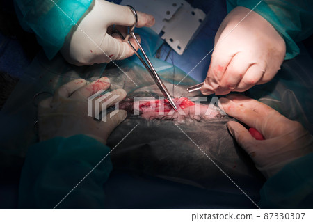 A surgeon and veterinarians team performing castration or sterilization operation on a cat in an animal hospital. A surgeon and veterinarians team performing castration or sterilization operation on a cat in an animal hospital. 87330307
