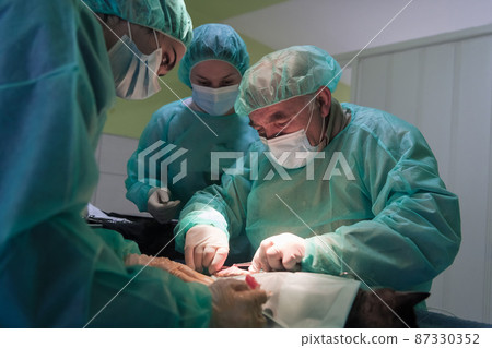 Real abdominal surgery on a cat in a hospital setting 87330352