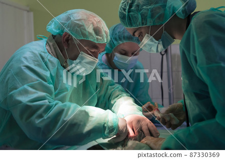 Real abdominal surgery on a cat in a hospital setting 87330369