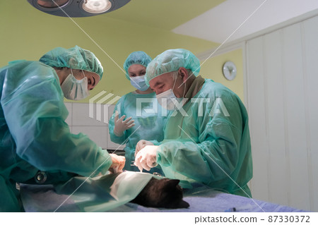 Real abdominal surgery on a cat in a hospital setting 87330372