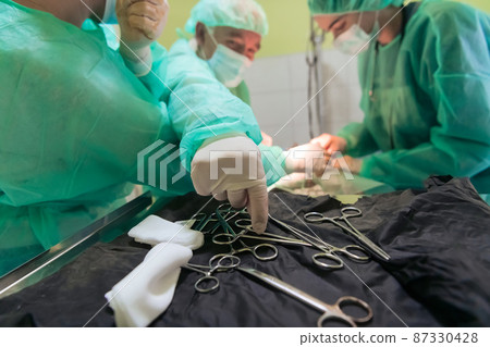 Real abdominal surgery on a cat in a hospital setting 87330428