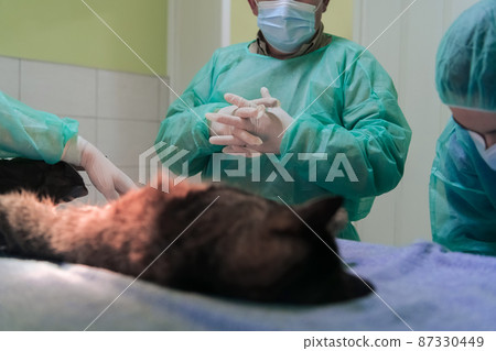 Real abdominal surgery on a cat in a hospital setting 87330449