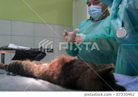 Real abdominal surgery on a cat in a hospital setting 87330462