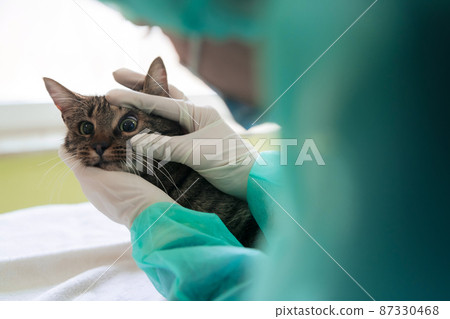 Veterinary clinic. Female doctor portrait at the animal hospital holding cute sick cat Veterinary clinic. Female doctor portrait at the animal hospital holding cute sick cat 87330468