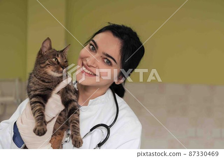 Veterinary clinic. Female doctor portrait at the animal hospital holding cute sick cat Veterinary clinic. Female doctor portrait at the animal hospital holding cute sick cat 87330469