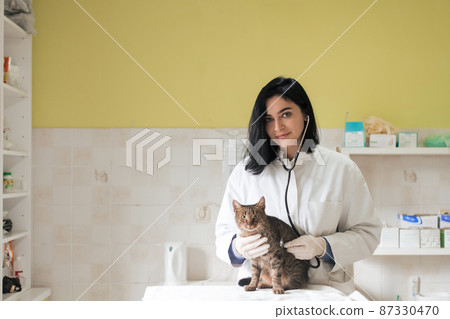Veterinary clinic. Female doctor portrait at the animal hospital holding cute sick cat Veterinary clinic. Female doctor portrait at the animal hospital holding cute sick cat 87330470