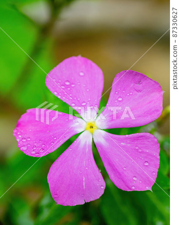 Close up shot of Catharanthus roseus blossom 87330627