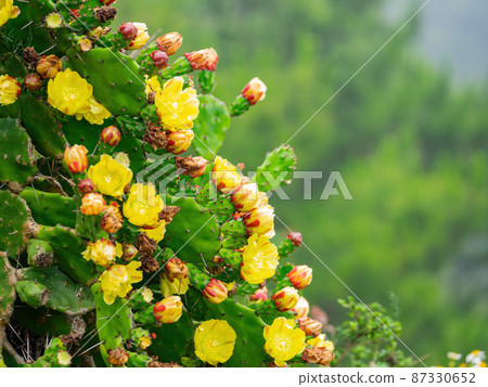 Overcast view of the opuntia cactus blossom 87330652