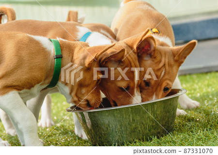 Basenji puppies eating together fresh food close up 87331070