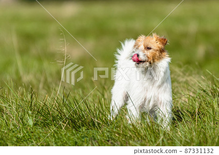 Jack russell terrier running on green grass at lure coursing competition 87331132