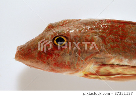 Gurnard 87331157