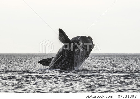 Whale jumping in Peninsula Valdes,, Patagonia, Argentina Whale jumping in Peninsula Valdes,, Patagonia, Argentina 87331398