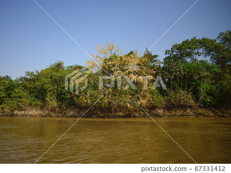 Jungle on the coast of the river,Pantanal, Brazil 87331412