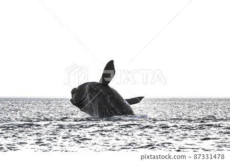 Whale jumping in Peninsula Valdes,, Patagonia, Argentina Whale jumping in Peninsula Valdes,, Patagonia, Argentina 87331478