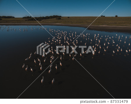 Flamingos in Patagonia, Aerial view,Argentina 87331479
