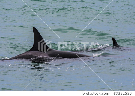Orcas hunting sea lions, Patagonia , Argentina Orcas hunting sea lions, Patagonia , Argentina 87331556