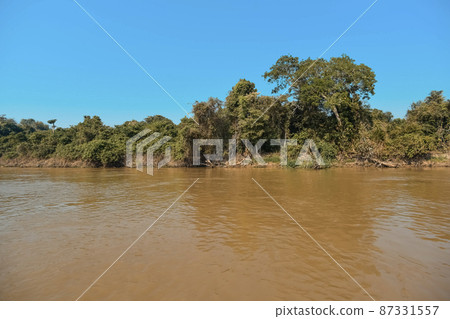 River landscape and jungle,Pantanal, Brazil River landscape and jungle,Pantanal, Brazil 87331557