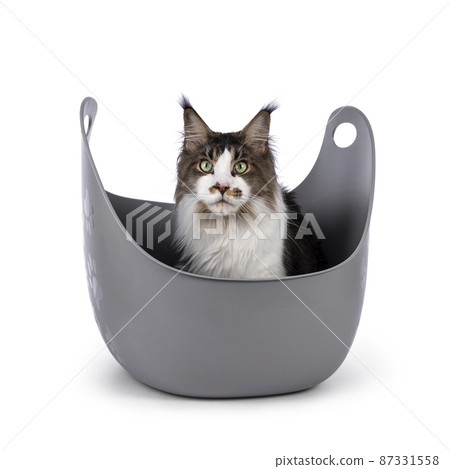 Maine Coon cat on white background Maine Coon cat on white background 87331558