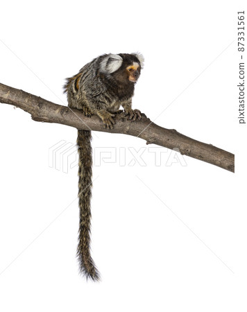 Common marmoset monkey on white background Common marmoset monkey on white background 87331561