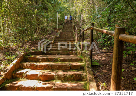 Trail path through a forest Trail path through a forest 87331717
