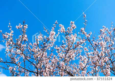 almond tree bloom almond tree bloom 87331824