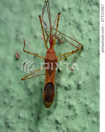 Dead Adult Assassin Bug Dead Adult Assassin Bug 87331867