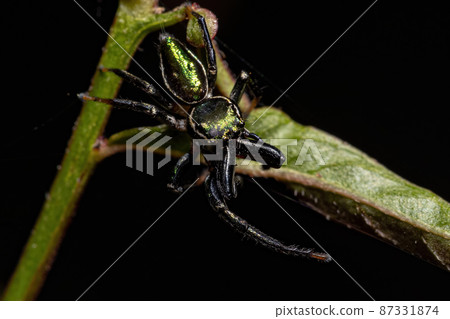 Adult Male Jumping Spider Adult Male Jumping Spider 87331874