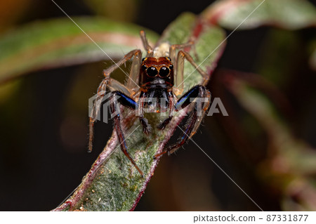 Adult Male Jumping spider Adult Male Jumping spider 87331877