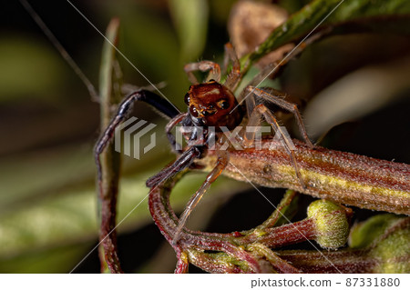 Adult Male Jumping spider Adult Male Jumping spider 87331880