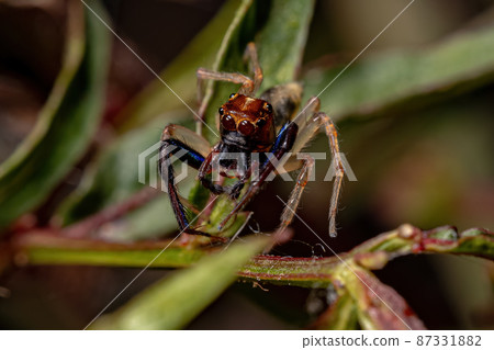 Adult Male Jumping spider 87331882