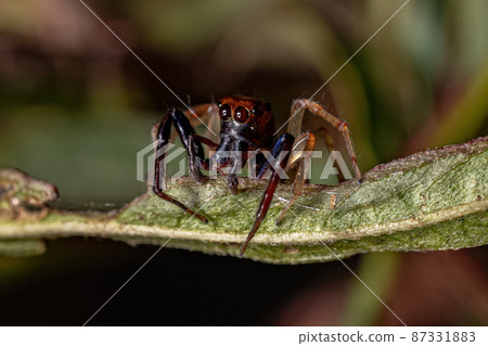 Adult Male Jumping spider 87331883