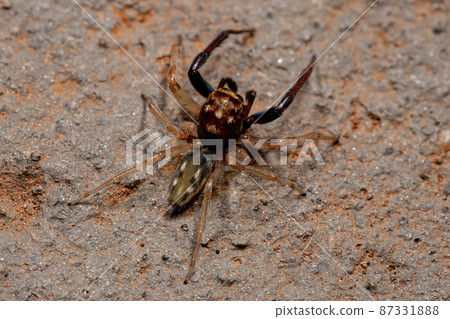 Adult Male Jumping spider Adult Male Jumping spider 87331888