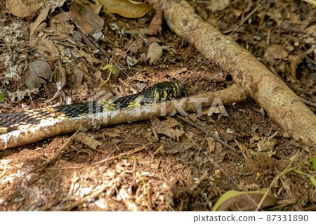 Black and yellow Chicken Snake Black and yellow Chicken Snake 87331890