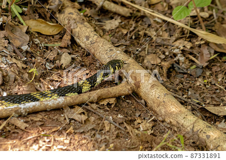Black and yellow Chicken Snake Black and yellow Chicken Snake 87331891