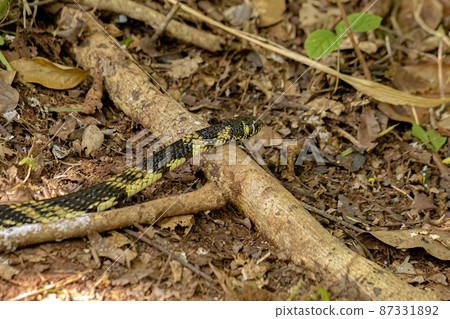 Black and yellow Chicken Snake 87331892