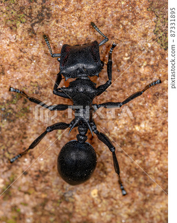Adult Female Giant Turtle Ant 87331895