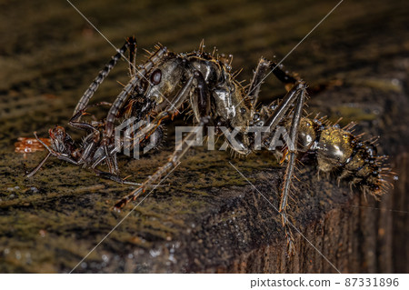 Adult Female Ponerine Ant 87331896