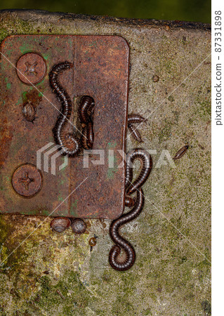 Common Brown Millipedes 87331898