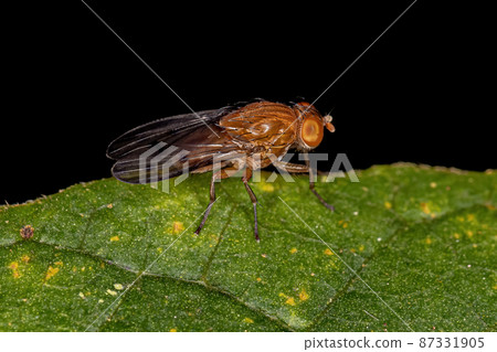 Adult Acalyptrate Fly Adult Acalyptrate Fly 87331905