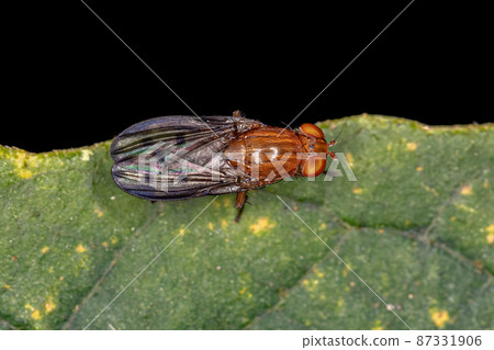 Adult Acalyptrate Fly Adult Acalyptrate Fly 87331906