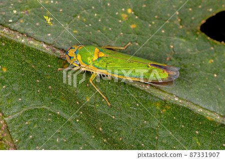 Adult Small Sharpshooter Insect Adult Small Sharpshooter Insect 87331907