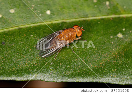 Adult Acalyptrate Fly Adult Acalyptrate Fly 87331908