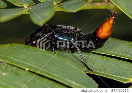 Adult Rove Beetle Adult Rove Beetle 87331915
