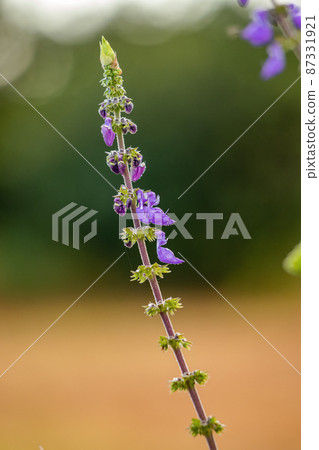 Woolly Plectranthus Plant Woolly Plectranthus Plant 87331921