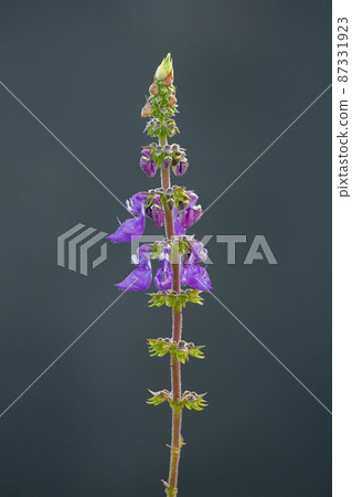 Woolly Plectranthus Plant Woolly Plectranthus Plant 87331923