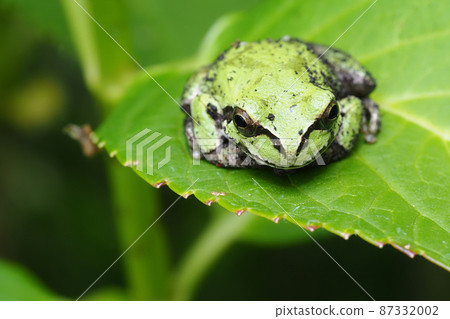 Japanese black frog Japanese black frog 87332002