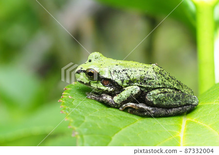Japanese black frog Japanese black frog 87332004