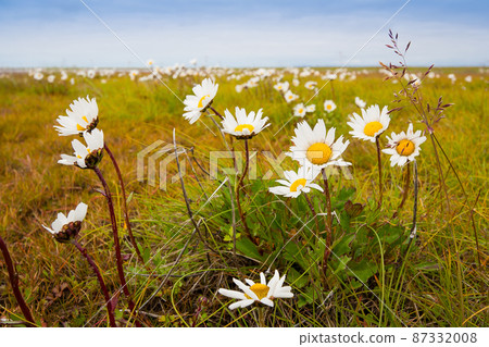 Wild flowers of Mayweed (Tripleurospermum) in the tundra Wild flowers of Mayweed (Tripleurospermum) in the tundra 87332008